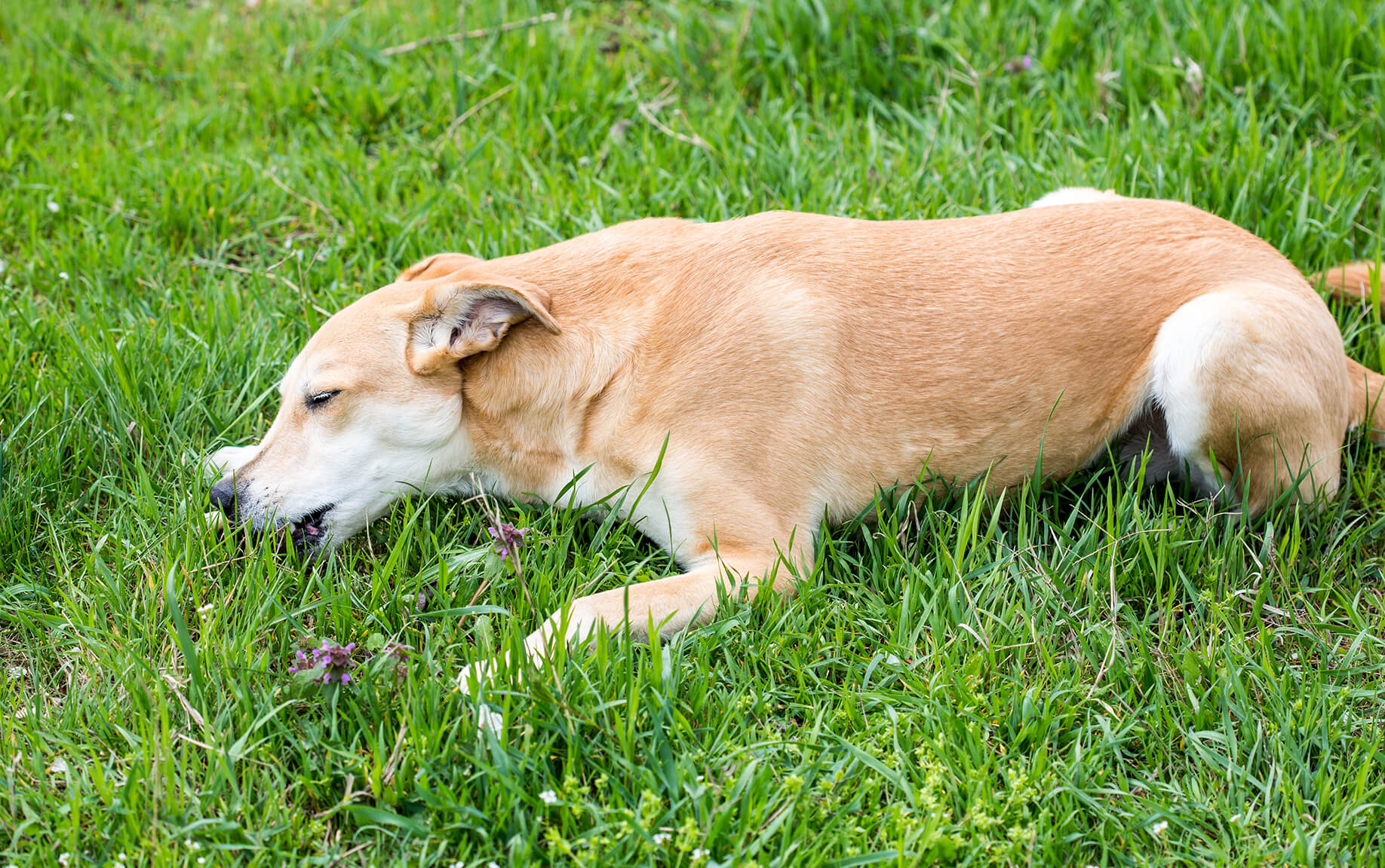 Can Dogs Get Sick From Eating Earthworms