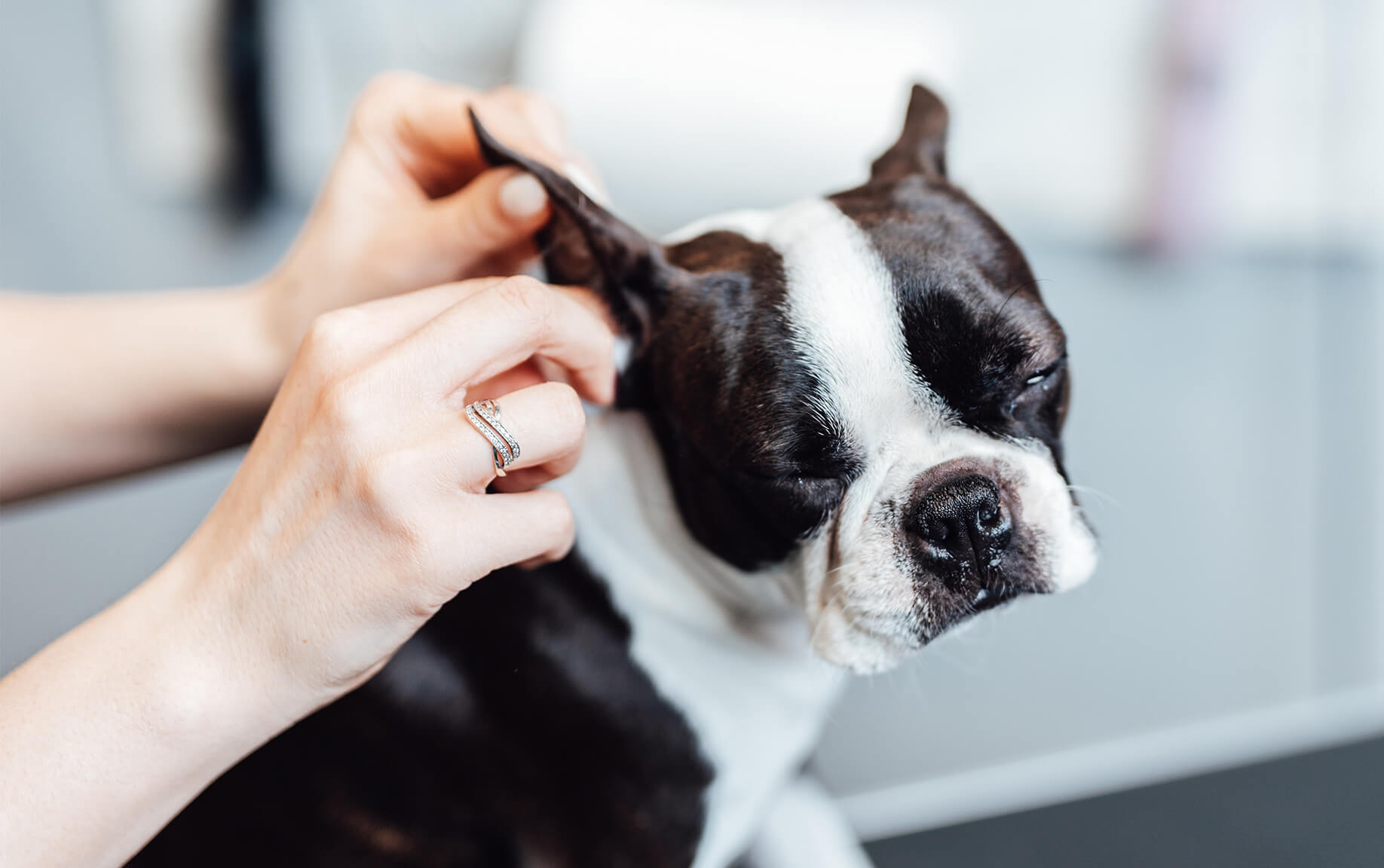 7-natural-home-remedies-for-itchy-dogs